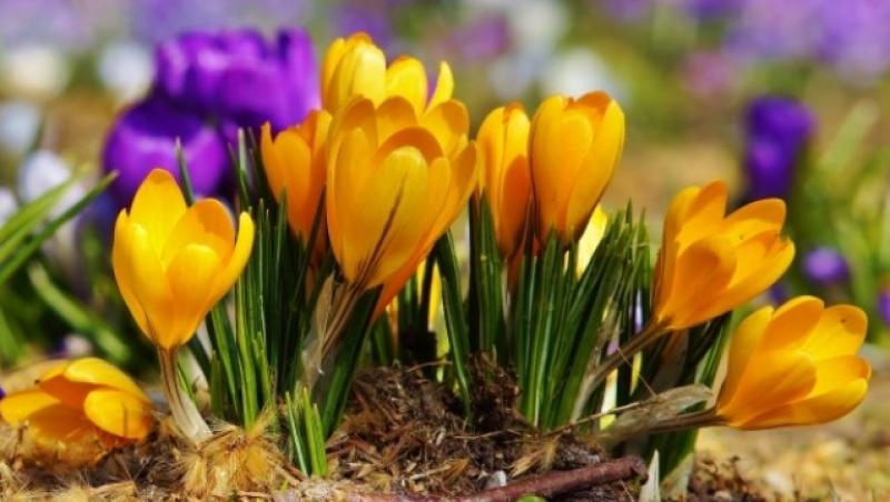 Amenajarea grădinii: ce flori înfloresc toamna și cum le îngrijești