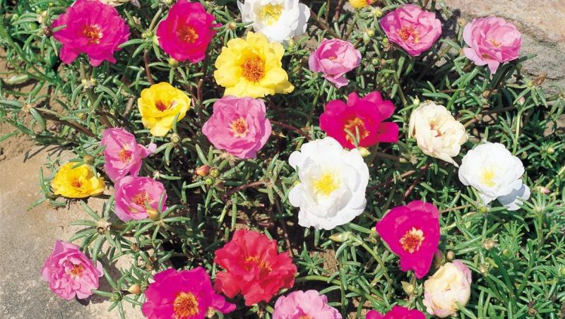 Amenajarea grădinii: ce flori înfloresc toamna și cum le îngrijești