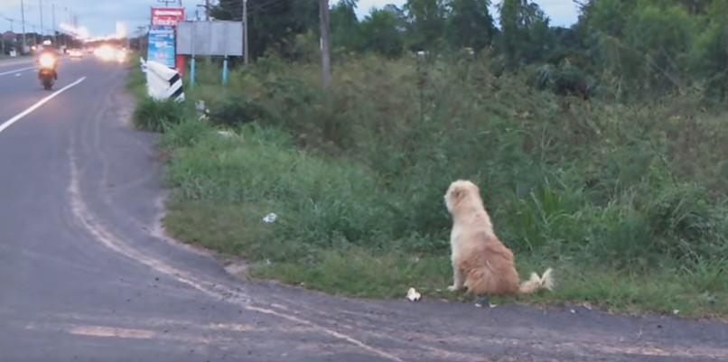 VIDEO / Bon Bon și-a pierdut stăp&acirc;nii, &icirc;nsă i-a așteptat timp de patru ani &icirc;n aceeași intersecție. A suportat frigul, foamea și rabia
