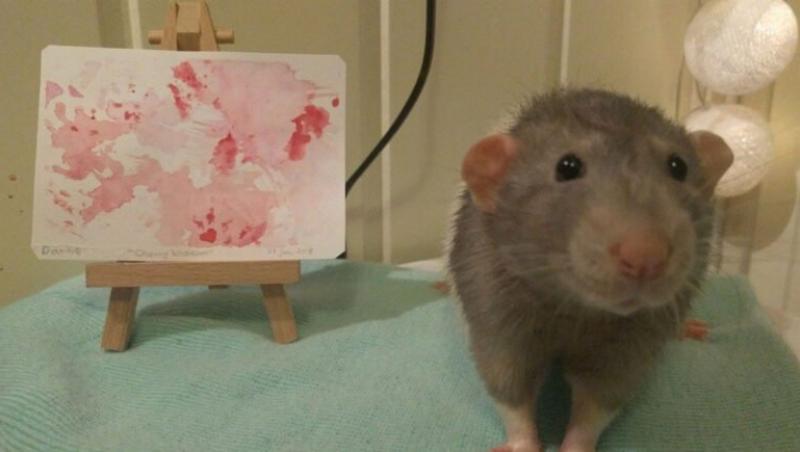 O studentă la Arte a antrenat un șobolan să picteze cu propriile picioare! Fotografiile cu micul artist au devenit virale - FOTO