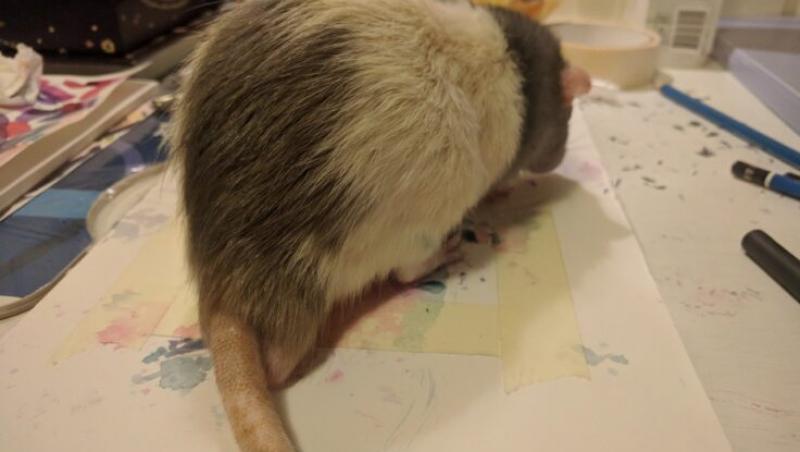 O studentă la Arte a antrenat un șobolan să picteze cu propriile picioare! Fotografiile cu micul artist au devenit virale - FOTO