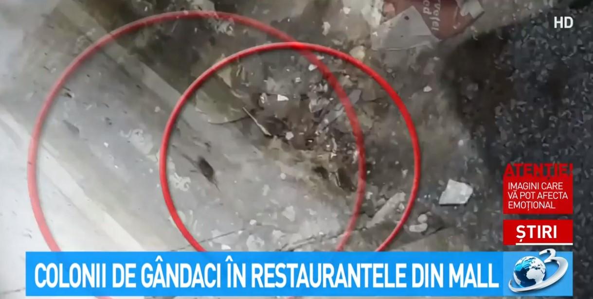 Video. Colonii &icirc;ntregi de g&acirc;ndaci, găsite &icirc;n zona de restaurante a unui mall din Cluj-Napoca. Inspectorii OPC, măsuri drastice