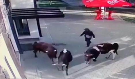 Vacile care terorizează un oraș din România! Polițiștii au intervenit de peste 800 de ori | VIDEO