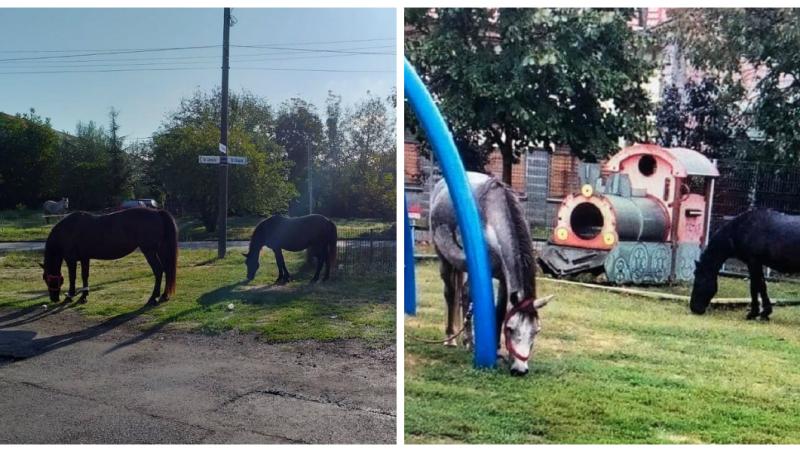 Nu, nu e glumă! Doi oameni și-au lăsat caii să pască într-un parc din Timișoara! Polițiștii: ”Cei certați cu legea și cu bunul simț să respecte legislația!”