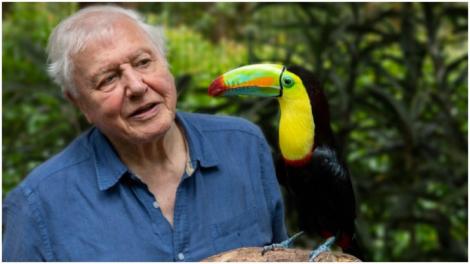 David Attenborough va realiza un nou serial documentar, "Life in Color", pentru BBC, Nine Network şi Netflix