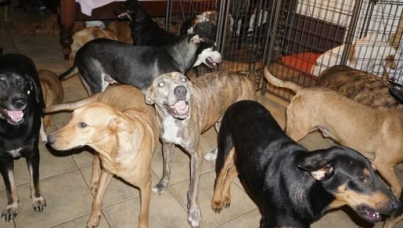 O femeie a adăpostit 97 de câini în casa ei în timpul uraganului Dorian - FOTO