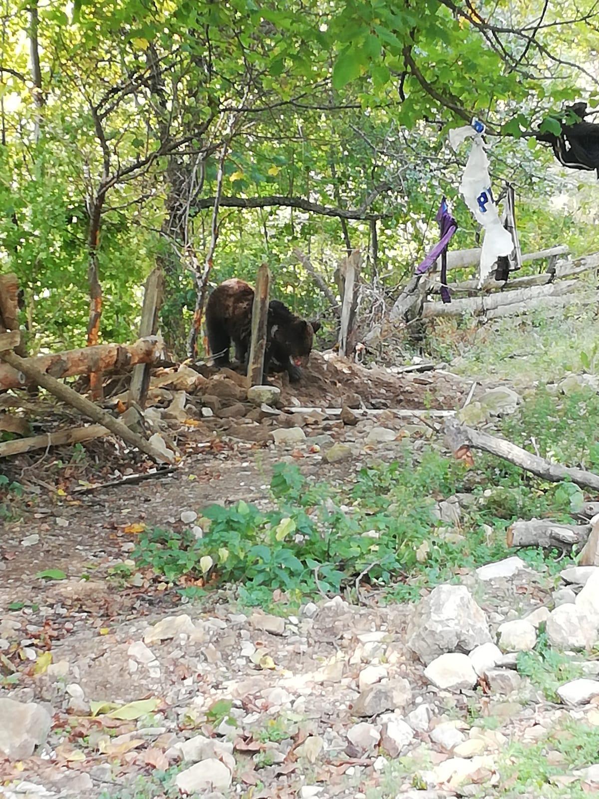 Urs prins &icirc;ntr-un gard, la marginea unui sat din Vrancea, salvat după o zi, &icirc;ntruc&acirc;t la IJJ nu există o persoană instruită să folosească o armă şi nici substanţe tranchilizante