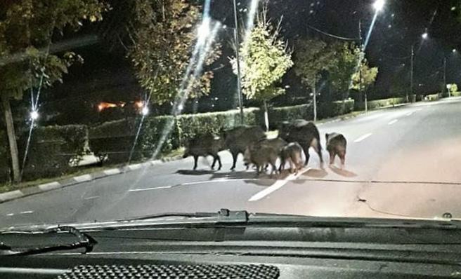 Nu, nu e glumă! Șapte porci mistreți, surprinși &icirc;n timp ce se plimbau nestingherinți pe străzile din R&acirc;mnicu V&acirc;lcea
