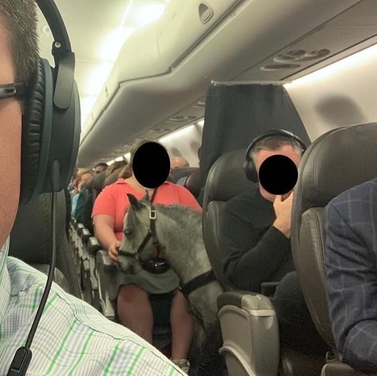 Pasagerii unui avion au avut parte de o surpriză de proporții &icirc;n timpul unbui zbor: o femeia a venit cu un ponei &icirc;n avion