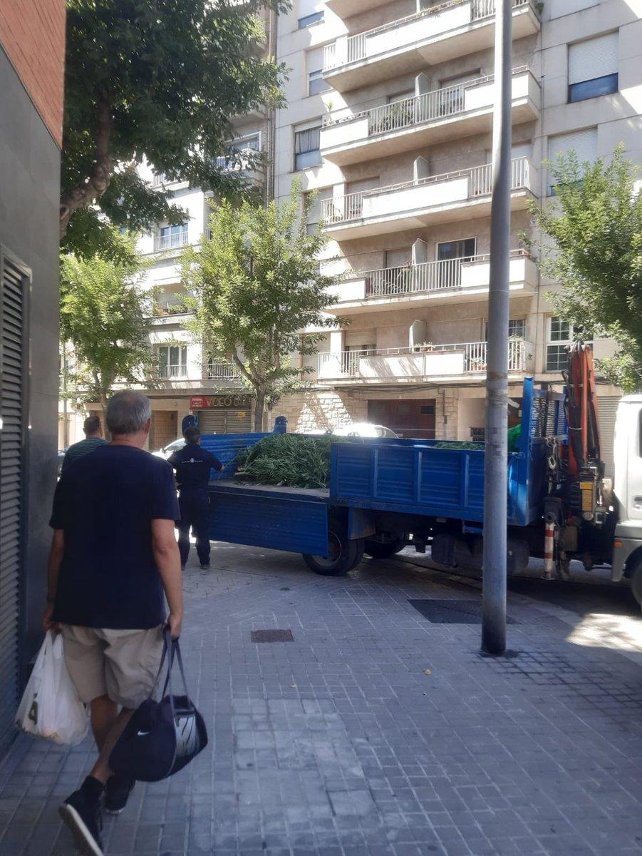 O televiziune a descoperit accidental o plantație de canabis pe acoperișul unui bloc - VIDEO