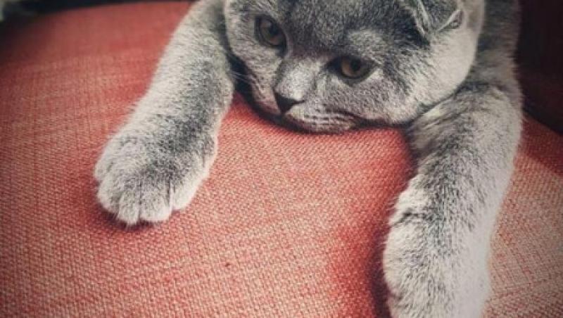 Top 10 cele mai frumoase pisici din lume