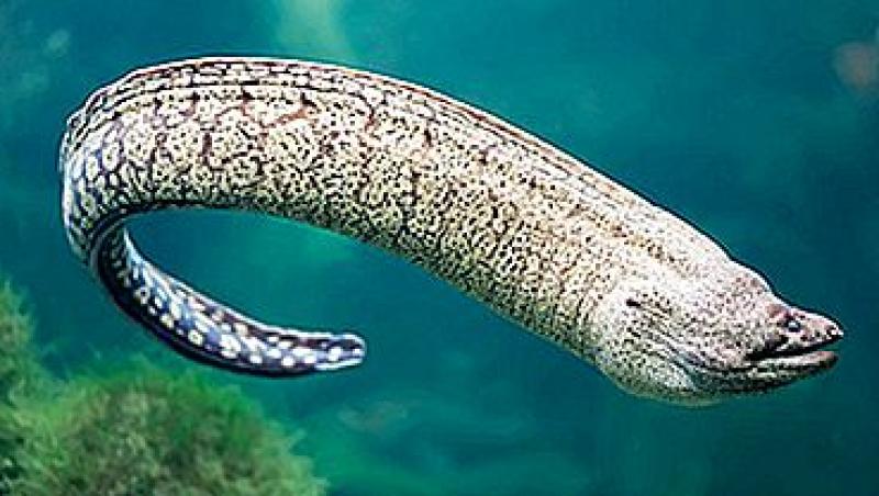 Există monstrul din Loch Ness? Ce a descoperit un grup de cercetători