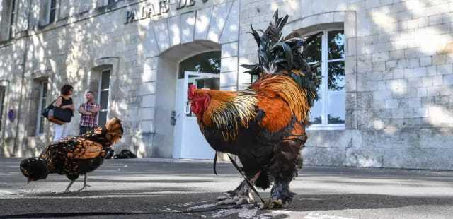 Franţa - Cocoşul Maurice a obţinut &icirc;n instanţă dreptul de a continua să c&acirc;nte dis-de-dimineaţă