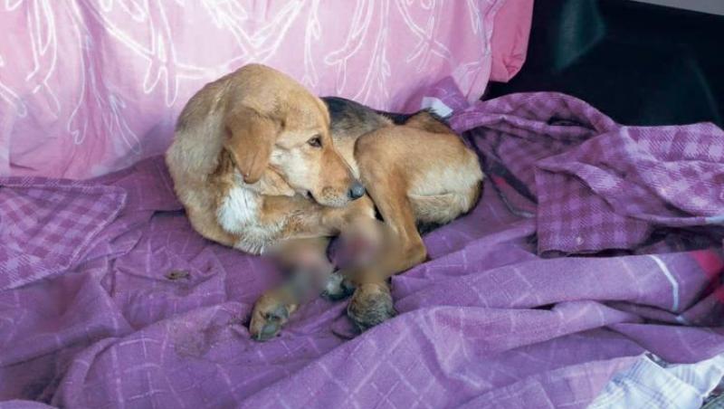 Câine mutilat la Brăila! Imagini șocante