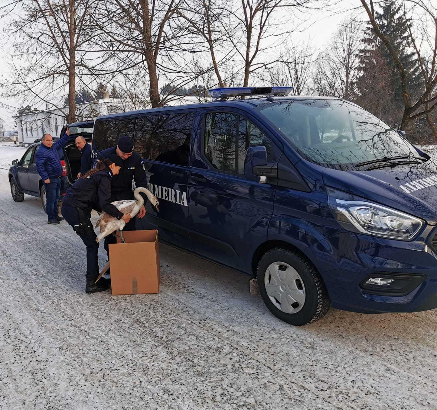 Lebădă rănită, salvată de jandarmii braşoveni
