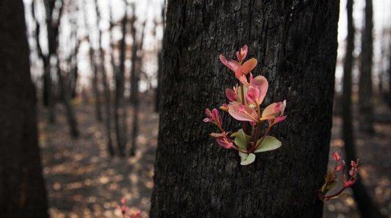 Australia renaște după incendiile devastatoare. Ce au descoperit oamenii &icirc;n cenușa lăsată &icirc;n urmă flăcări- FOTO