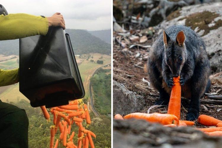 Imaginile care au făcut &icirc;nconjurul lumii. Ce fac autoritățile din Australia pentru a salva animalele care au supraviețuit incendiilor devastatoare&nbsp;