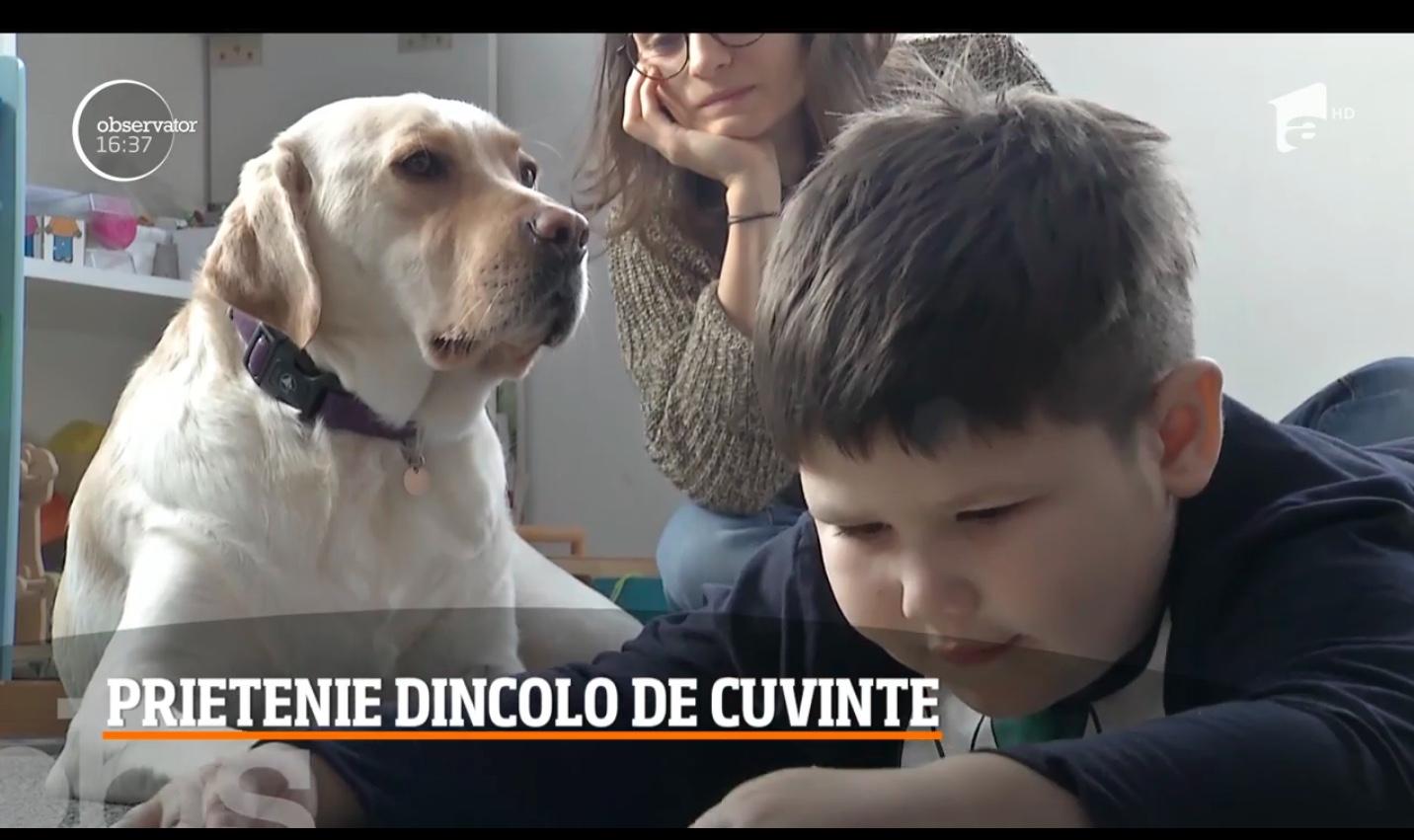 În Cluj, trei labradori lucrează cu nomă întreagă într-un centru pentru copii cu autism