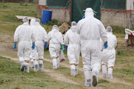 Autoritățile din România, în alertă maximă după ce a reapărut gripa aviară. Zeci de mii de păsări vor fi sacrificate  