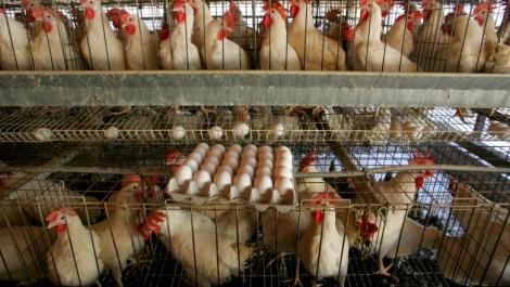 Gripa aviară este din nou în România! 19 mii de păsări au fost eutanasiate, dar ouăle au ajuns deja în comerț. Anunțul autorităților: „Lucrurile sunt sub control”