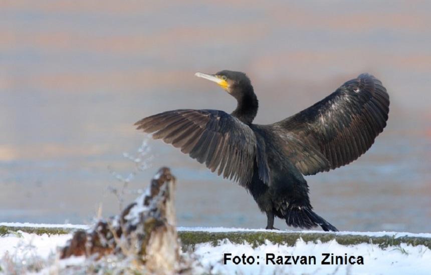 Ministrul Agriculturii: Cormoranii sunt o problemă. Sunt proceduri pentru a schimba legislaţia &icirc;n acest domeniu pentru a se reveni la v&acirc;nătoarea de cormorani