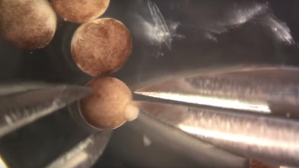 Descoperirea anului! Cercetătorii au folosit celule de broacă pentru a face &bdquo;roboții vii&rdquo;