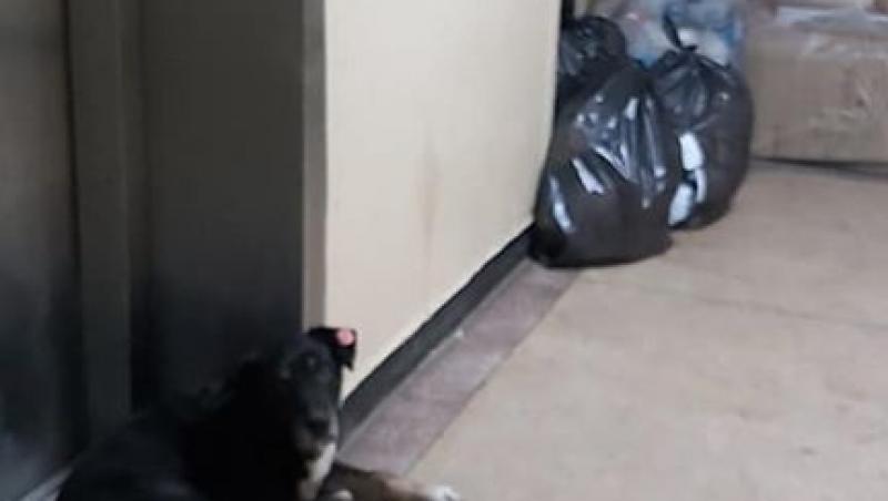 Pacienți morți, abandonați pe scările interioare ale unui spital din Capitală, printre câini și saci cu gunoi. Imagini cu puternic impact emoțional