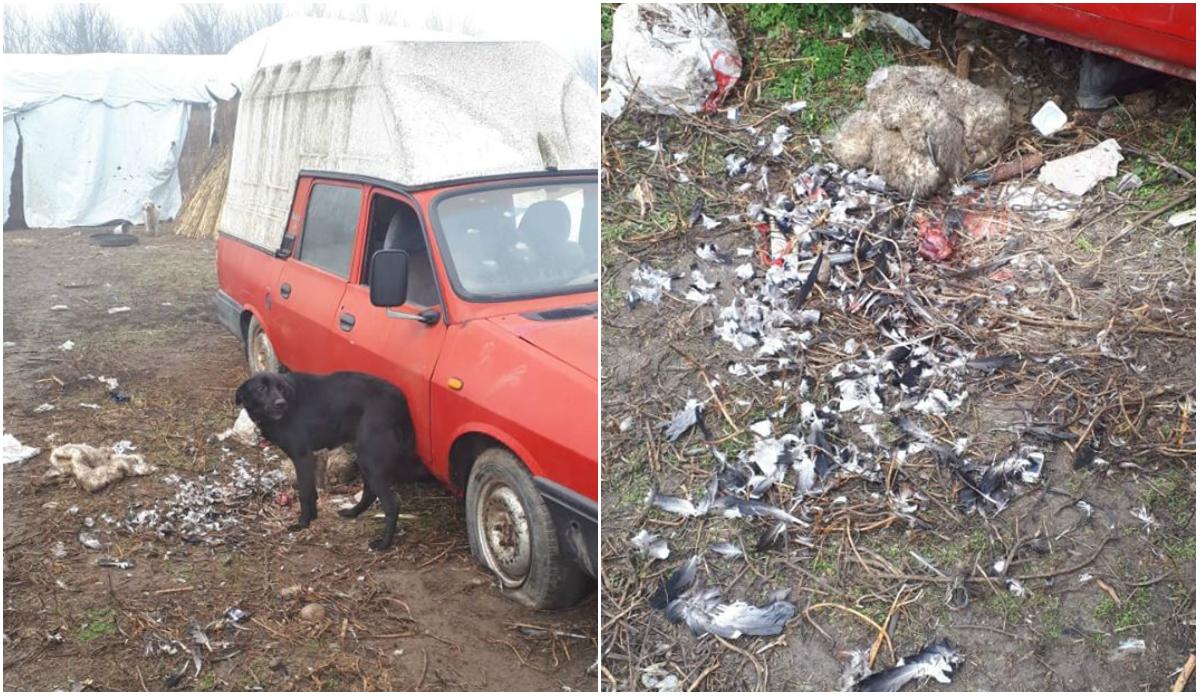 &bdquo;O știre ce doare!&rdquo; Bărbat din Brăila, suspectat că a m&acirc;ncat o specie rară. Ce a făcut cu resturile animalului protejat prin lege este revoltător