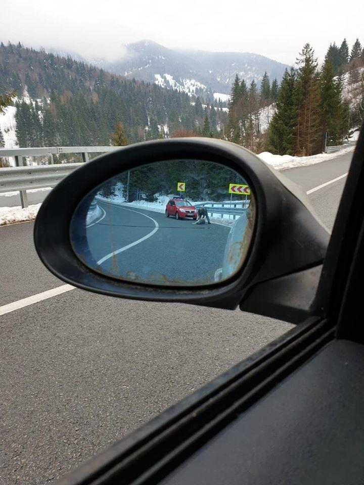 Marcel Vela, despre Poliţia animalelor: &Icirc;nseamnă structuri, cheltuieli şi noi, Guvernul Orban, am venit la guvernare &icirc;ntr-o situaţie &icirc;n care vesela era spartă şi frigiderul gol/ Trebuie să reducem cruzimea faţă de animale