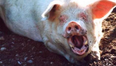 Un bărbat a fost mâncat de porcii pe care-i creștea. Ce se va întâmpla cu animalele 