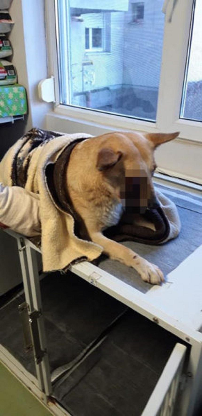 Cruzime la Satu Mare. Primii suspecți &icirc;n cazul c&acirc;inelui căruia i-a explodat o petardă &icirc;n gură