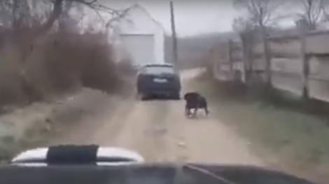 Sfâșietor! Câine legat și târât în urma mașinii, în Alba! Animalul se zbate cu disperare | VIDEO