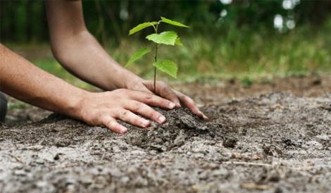 România intră într-un program amplu de împădurire! Ministerul Mediului, Apelor și al Pădurilor îl propune pentru primăvara anului 2020
