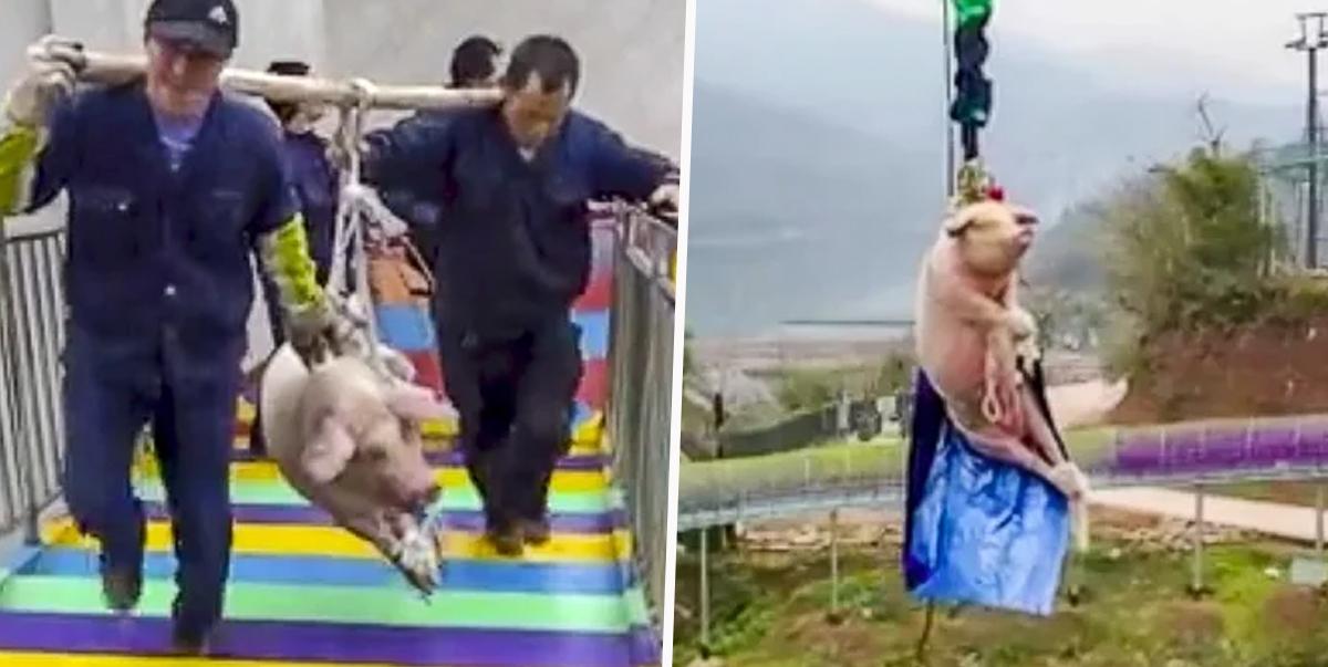 Cruzime &icirc;ntr-un parc de distracții! Au legat un porc de picioare și l-au silit să facă bungee jumping - VIDEO