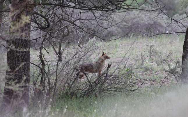 Panică &icirc;n Botoșani! Mai mulți șacali terorizează localnicii din județ