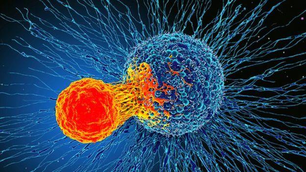 O parte nou descoperită din sistemul imunitar uman ar putea trata toate tipurile de cancer