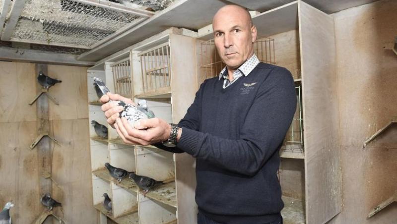 Trei români ar fi furat 50 de porumbei de rasă, în Belgia. Proprietarul păsărilor cere daune uriașe: ”A fost întrerupt întreg procesul de împerechere!”
