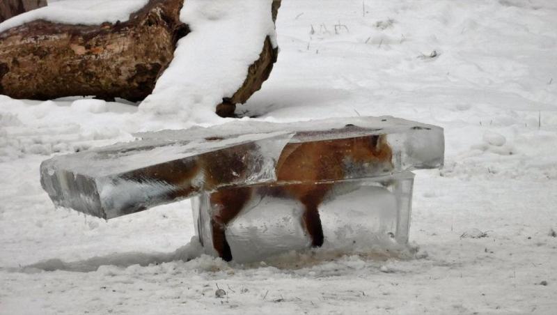 2.600 de animale au murit sub forma unor statui de gheață