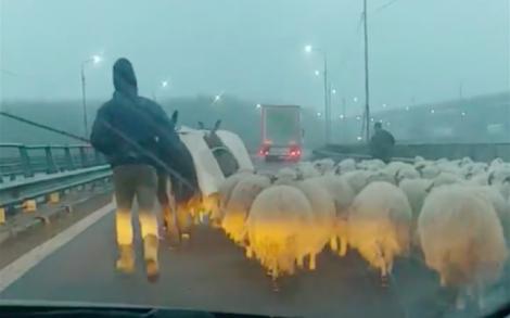 „Da' ce-are? Brânza îţi place!?“. O turmă de oi, mânată de Autostrada Soarelui. Ciobanul, reacție uluitoare! VIDEO