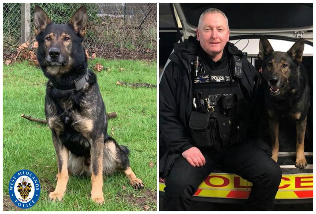 Un c&acirc;ine l-a scăpat de un divorț costisitor. Cum a reușit animalul să salveze o căsnicie: &bdquo;Un moment de furie....A regretat imediat!&rdquo;