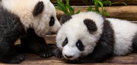 Puii de urs panda, născuţi la grădina zoologică din Berlin în august 2019, au fost prezentaţi publicului