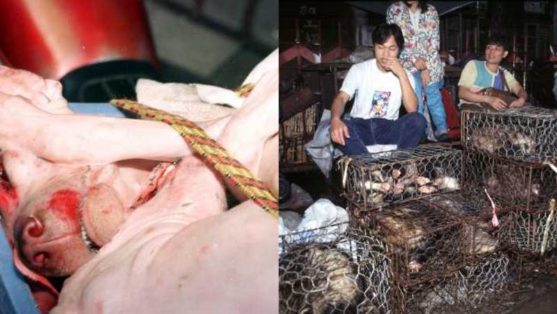 În piaţa chineză din Wuhan se vindeau câini, pisici, șerpi și alte specii ciudate în condiții insalubre