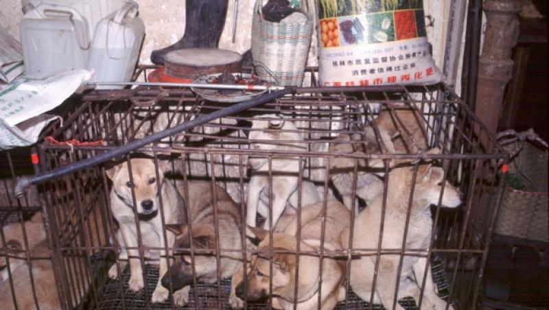 Imaginile groazei - În piaţa chineză din Wuhan se vindeau câini, pisici, șerpi și alte specii ciudate în condiții insalubre