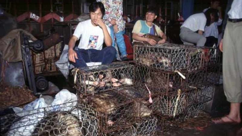 Imaginile groazei - În piaţa chineză din Wuhan se vindeau câini, pisici, șerpi și alte specii ciudate în condiții insalubre