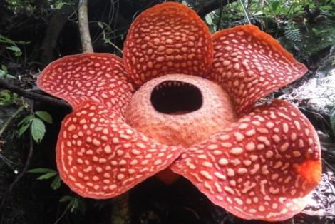 Cea mai mare floare din lume a fost descoperită. Are petale enorme! Cum miroase și unde a fost găsită - FOTO