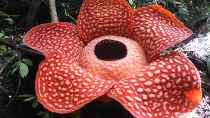 Rafflesia tuan-mudae.