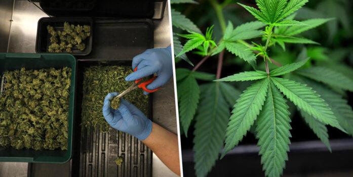 VIDEO/ Cozi interminabile pentru un gram de marijuana! Statul Illinois a v&acirc;ndut &icirc;n prima zi de la legalizare marijuana &icirc;n valoare de 3,2 milioane de dolari