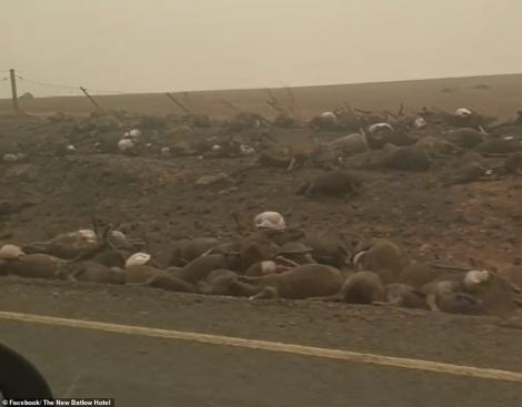 Ce rămâne în urma incendiilor devastatoare din Australia. Mii de animale zac moarte pe marginea drumului. Atenție, imagini care vă pot afecta emoțional! 
