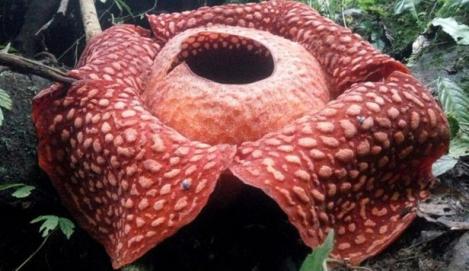 FOTO | Floarea-cadavru este un exemplar rar care ascunde un secret inedit! Aceasta este unică în lume