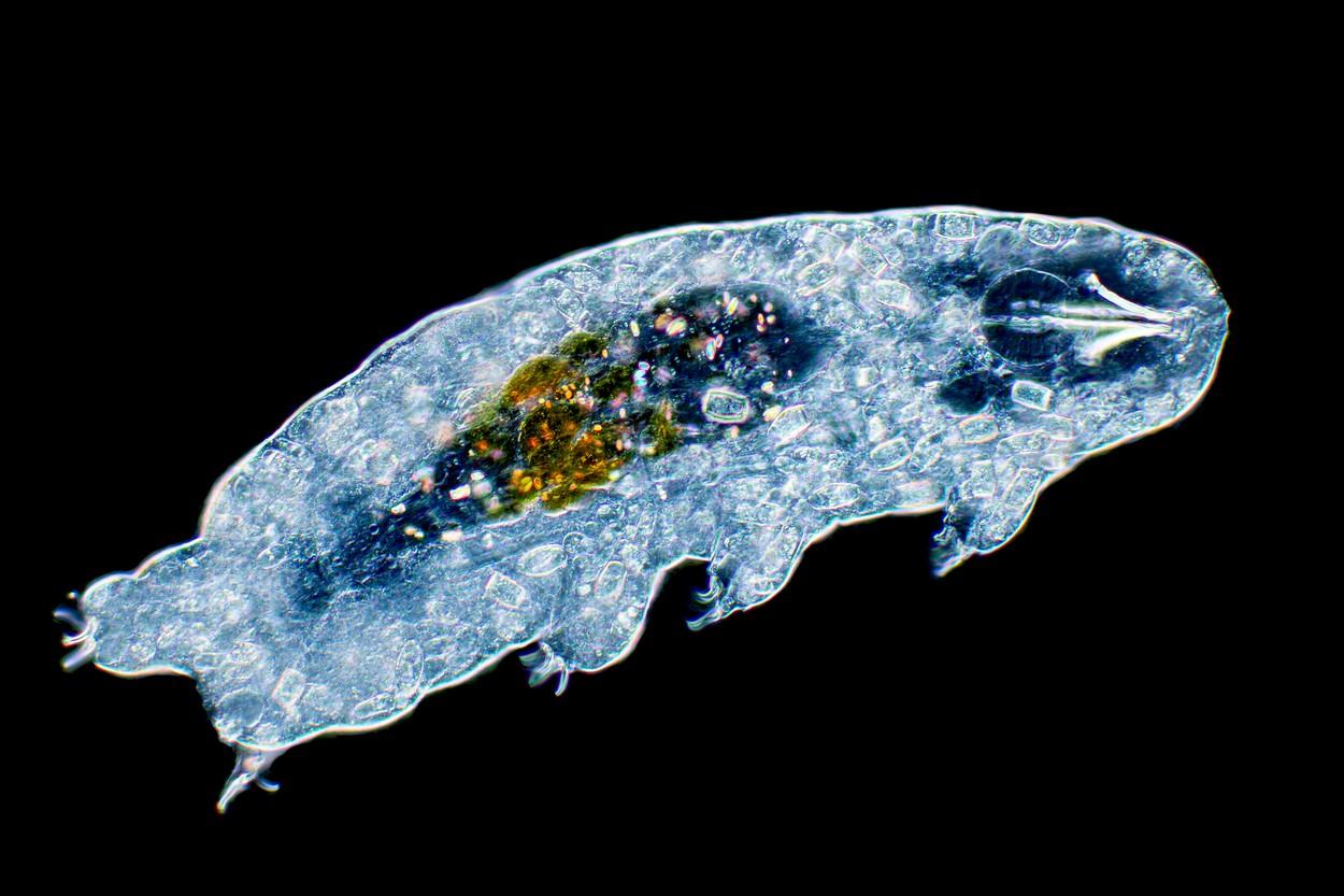 tardigrade la microscop